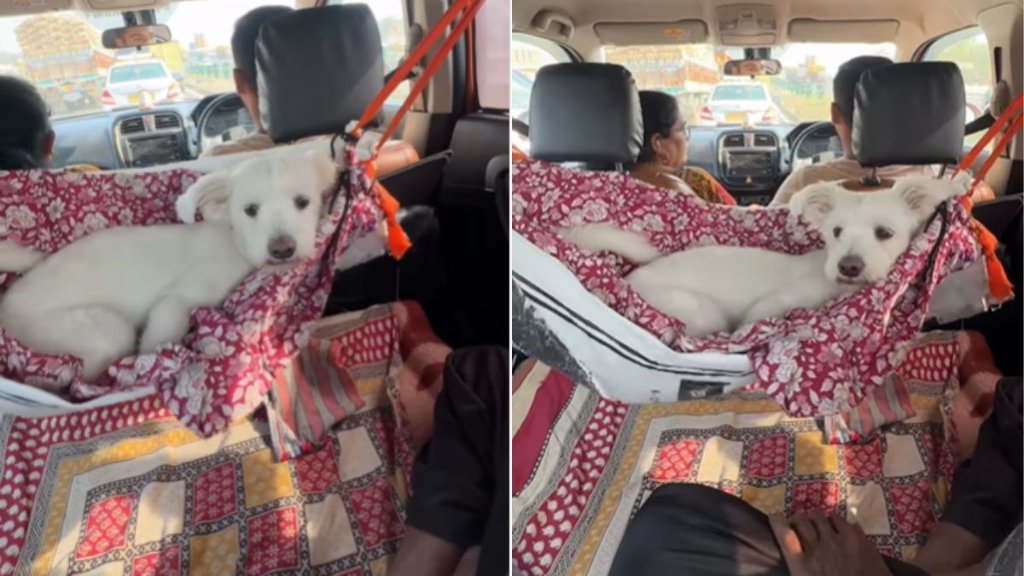 Dog Viral Video, Hindi News, Viral Video Dog Viral Video, Hindi News, Viral Video