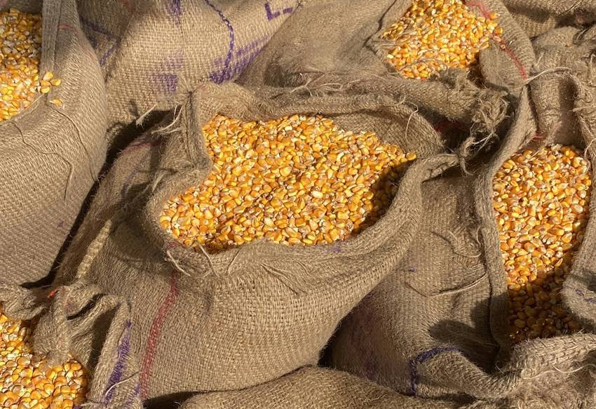 Fortune dreams in early morning