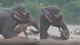 Emotional Viral Video, Hindi News, Viral Video