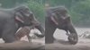 उफनते पानी में फंसे हिरण की मदद के लिए आगे आया हाथी, खुद को खतरे में डालकर बचाई उसकी जान, देखें Viral Video