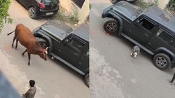 थार के नीचे दुबक कर बैठ गया था बछड़ा, गाय ने देखा तो होने लगी परेशान, लोगों ने इस तरह निकाला बाहर, Viral Video