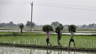Fasal beema yojana, kisan muawza, crop insurance india, PMFBY issues