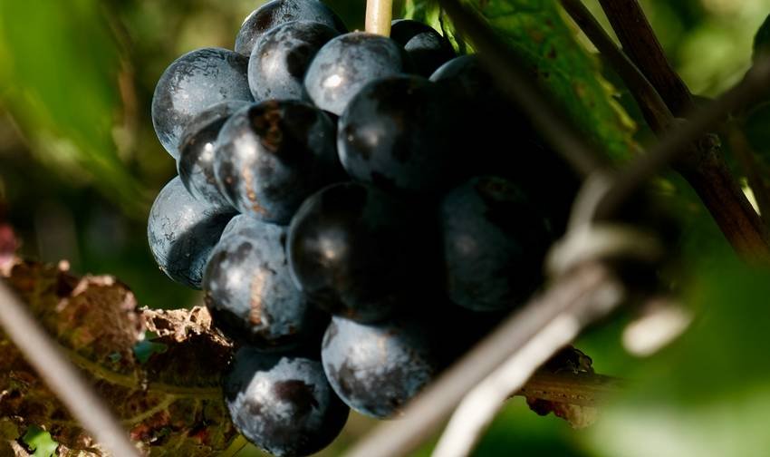 top vitamin C sources fruits