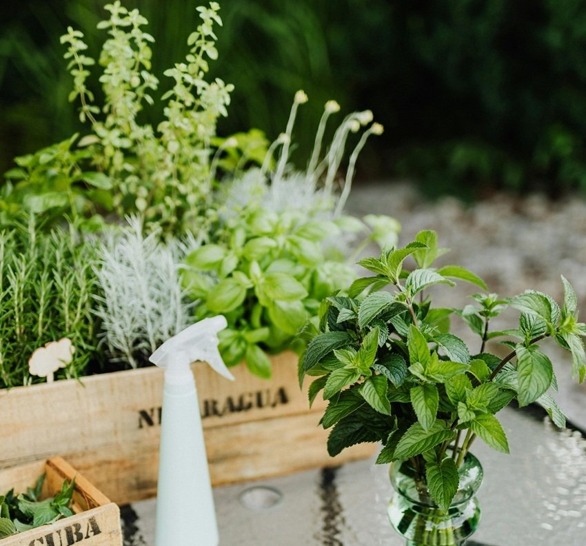 Green Leaves That Fight Diseases and Keep You Healthy Naturally