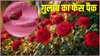 सिर्फ खुशबू नहीं, ग्लो भी देता है गुलाब; इन 3 घरेलू तरीकों से खिल उठेगा आपका चेहरा