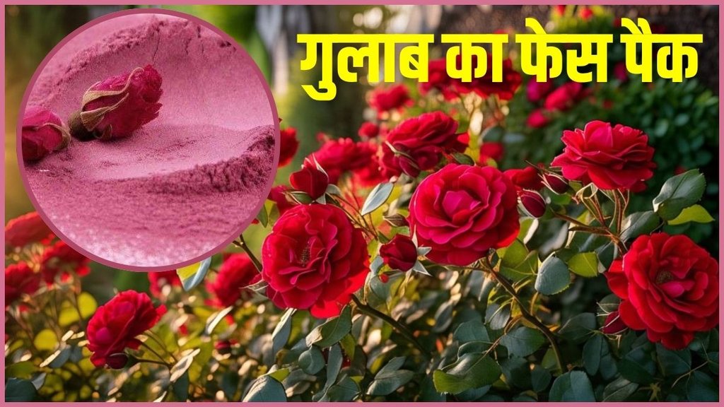 Gulab Face Pack, Gulab Face Pack for glowing skin , Face Pack for glowing skin