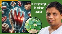 हड्डियां कमजोर हैं और उठने-बैठने पर दर्द से कराहते है, इन 5 पत्तों को पानी में उबालकर पी लें, आचार्य बालकृष्ण ने बताया इसे जोड़ों के दर्द का इलाज