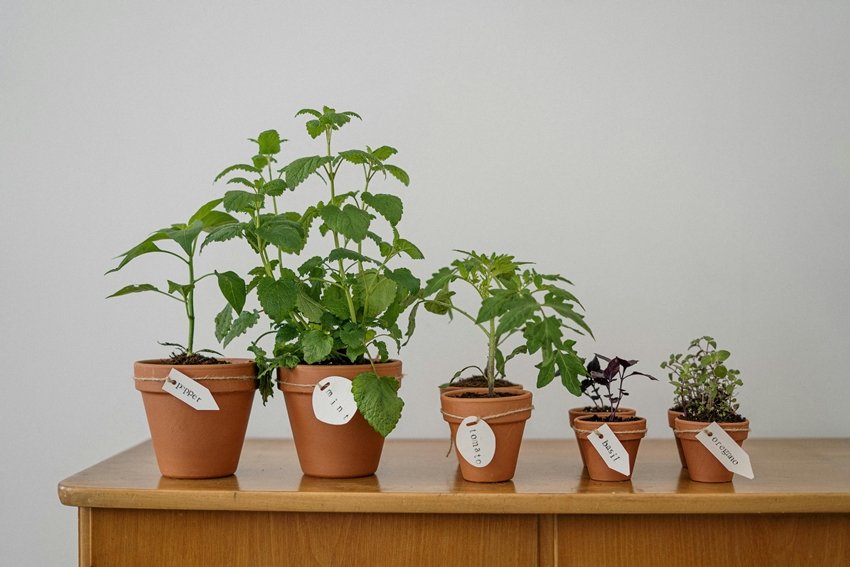Herbs You Can Grow Indoors During Winter