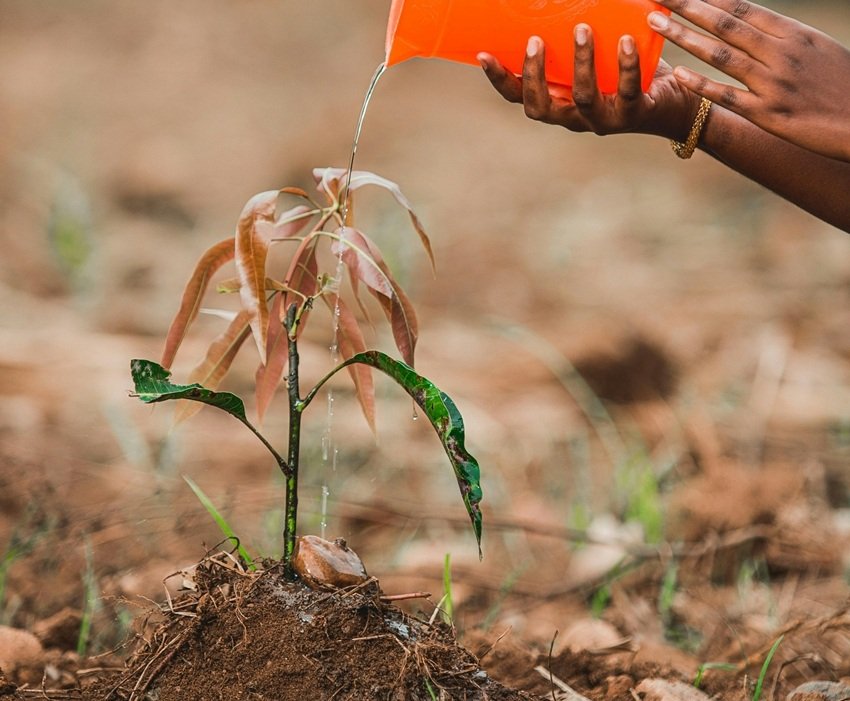 Home gardening cinnamon