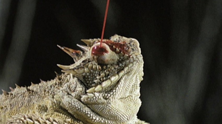 Horned lizard adaptations