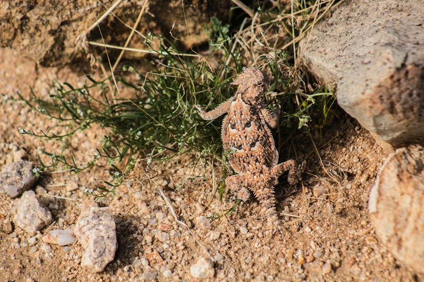 Horned lizard blood shooting