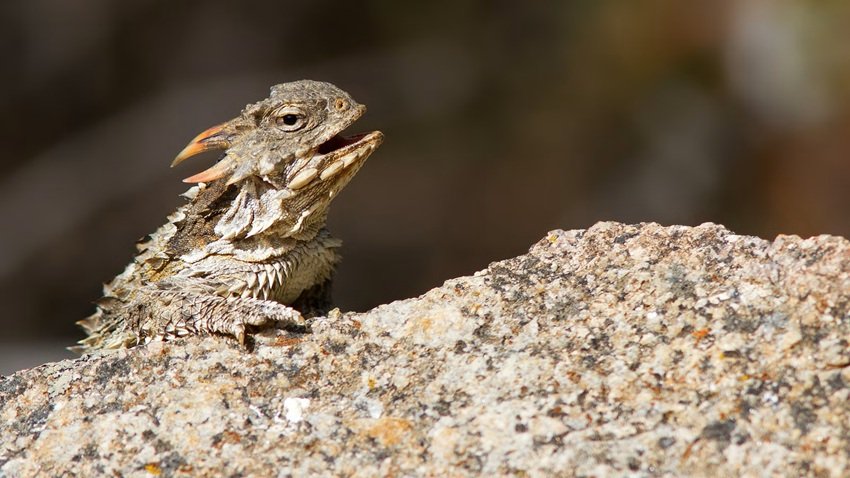 Horned lizard defense mechanism