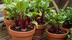 grow beets in pots, grow beets in pots Containers, gamle me chukandar kaise lagaye, gamle me chukandar , gamle me chukandar ki kheti, चुकंदर की खेती, गमले में चुकंदर कैसे उगाएं, How to grow beetroot from beetroot,How to grow beets in pots indoors, How to grow beetroot without seeds, How to grow beets in pots from seed, How deep of a container for beets, Beetroot for POTS Syndrome, Growing beets in grow bags, How long do beets take to grow