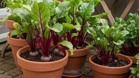 grow beets in pots, grow beets in pots Containers, gamle me chukandar kaise lagaye, gamle me chukandar , gamle me chukandar ki kheti, चुकंदर की खेती, गमले में चुकंदर कैसे उगाएं, How to grow beetroot from beetroot,How to grow beets in pots indoors, How to grow beetroot without seeds, How to grow beets in pots from seed, How deep of a container for beets, Beetroot for POTS Syndrome, Growing beets in grow bags, How long do beets take to grow