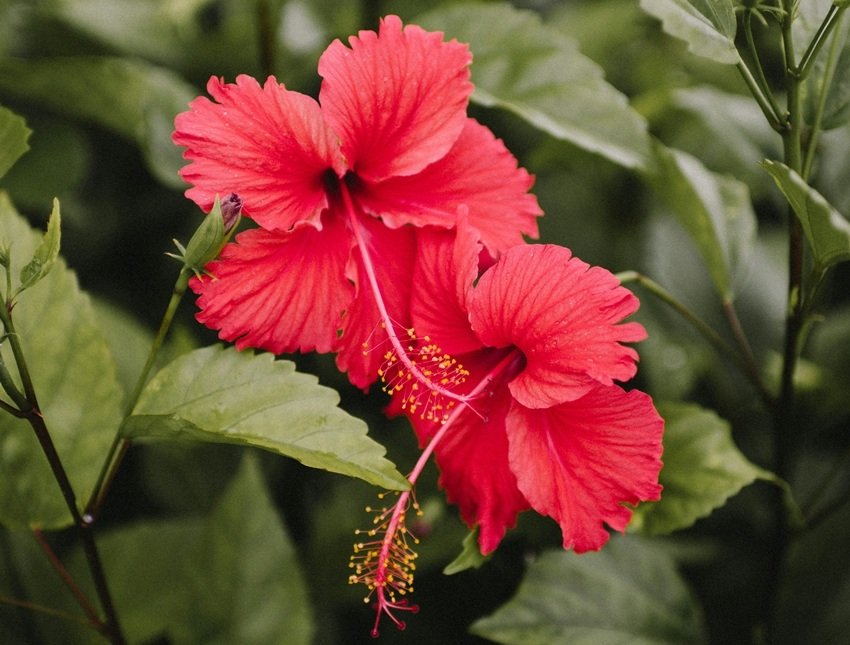 How to Reverse Grey Hair Naturally 5 Herbal Remedies