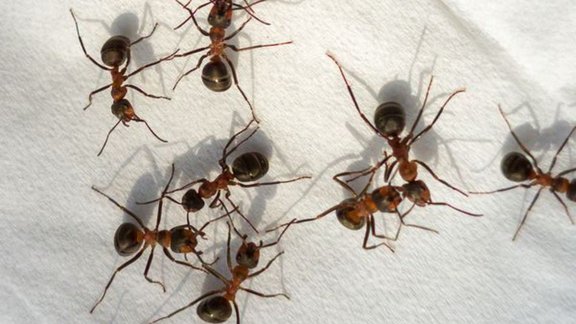 get rid of ants, Ant Killer, get rid of ants permanently, ghar se chiti kaise bhagaye
