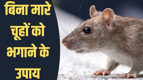 remove rats and mice, How to get rid of mice, home remedies for mice, mice repellent tips