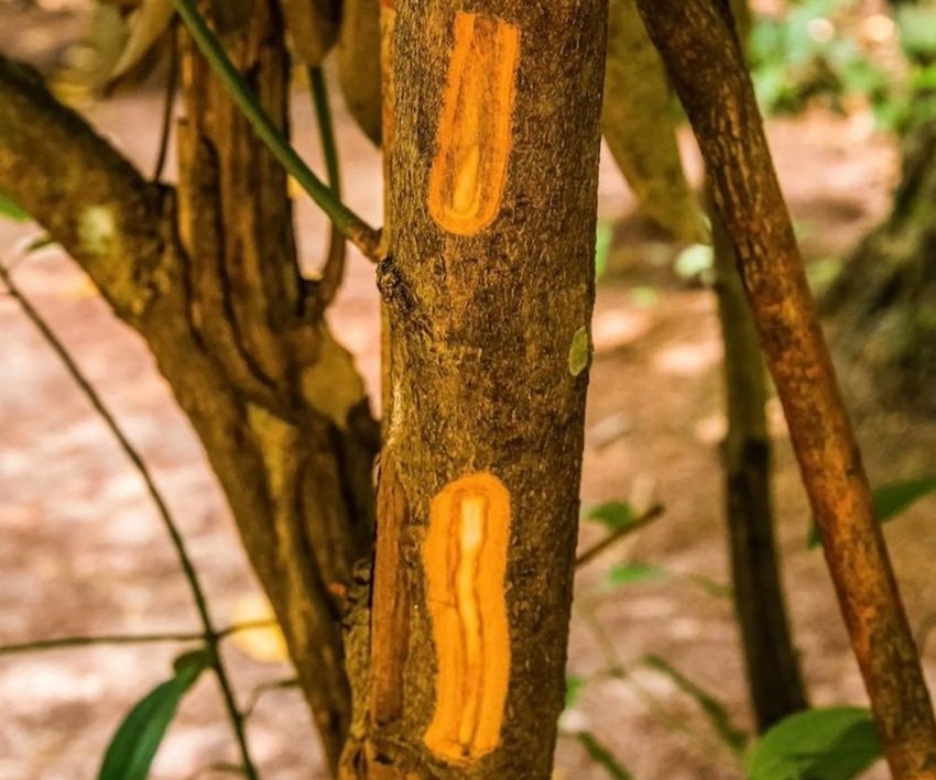 How to grow cinnamon