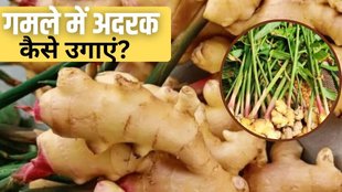 grow ginger in pot , How to grow ginger in pot