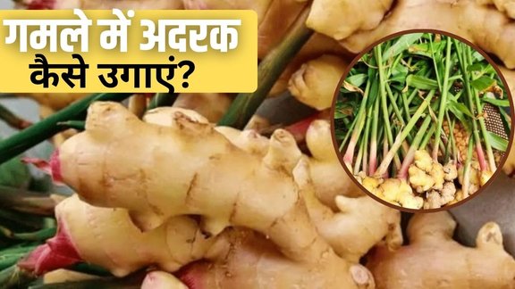 grow ginger in pot , How to grow ginger in pot