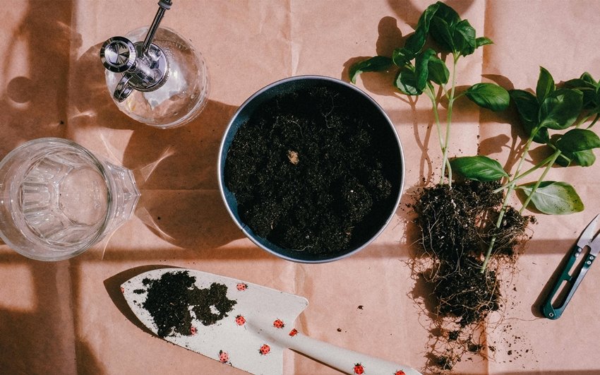 How to harvest cinnamon