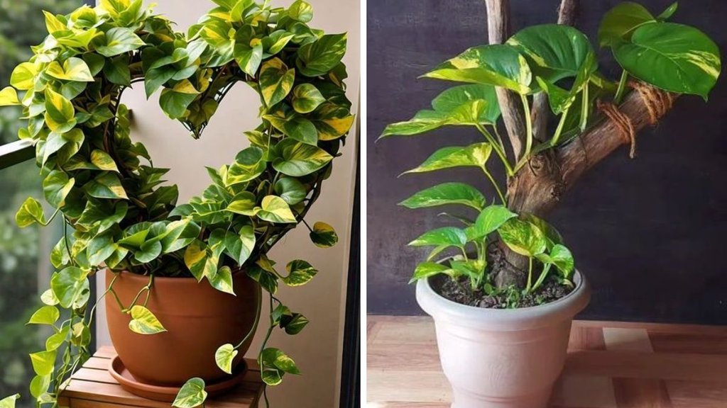 Money Plant Care, keep money plant green