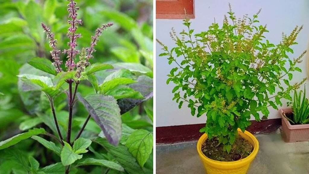 How to store fresh basil leaves in the fridge, How to store fresh cut basil leaves, How long to keep basil fresh and green, How to store fresh basil leaves in the freezer How to store fresh basil leaves in the fridge, How to store fresh cut basil leaves, How long to keep basil fresh and green, How to store fresh basil leaves in the freezer