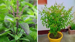 तुलसी को कैसे बनाएं हरा और घना? इस तरह भीषण सर्दी में भी नहीं सूखेगा पौधा