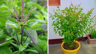 How to store fresh basil leaves in the fridge, How to store fresh cut basil leaves, How long to keep basil fresh and green, How to store fresh basil leaves in the freezer