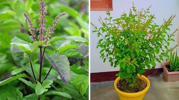 How to store fresh basil leaves in the fridge, How to store fresh cut basil leaves, How long to keep basil fresh and green, How to store fresh basil leaves in the freezer