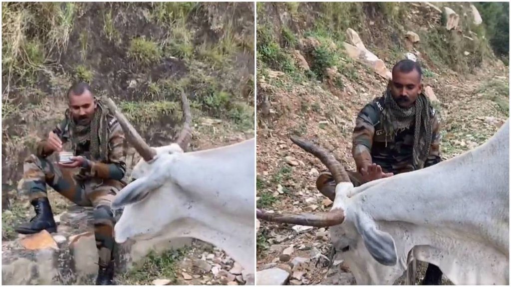 Indian Army Jawan, Indian Army, Cow, Hungry Cow, Viral Video, Video Viral, Trending Video, Indian Army News, Indian Army Jawan, Indian Army, Cow, Hungry Cow, Viral Video, Video Viral, Trending Video, Indian Army News,
