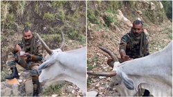 सेना के जवान ने भूखी गाय को दे दिया अपना खाना, दिल को छू जाएगा वायरल वीडियो