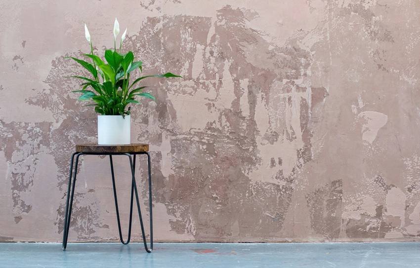 Best indoor plants for health