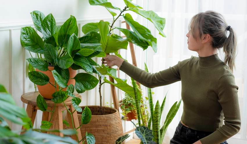 Air purifying indoor plants