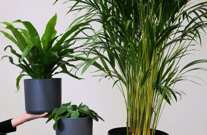 Balcony plants to bring indoors