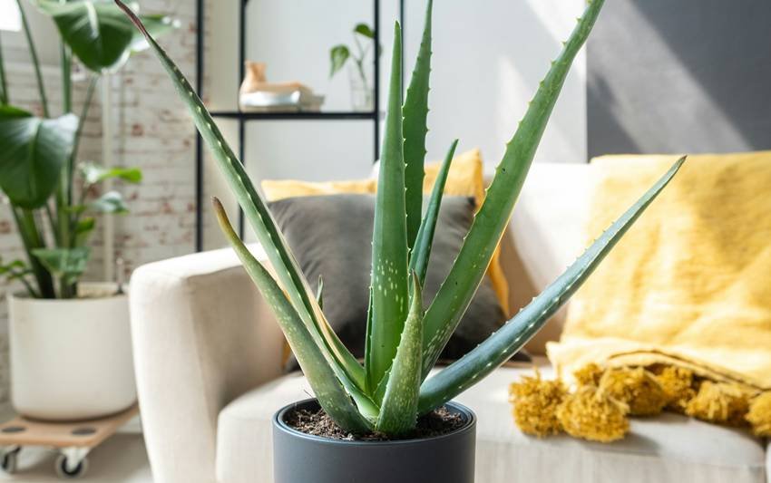 Indoor plants for fresh air