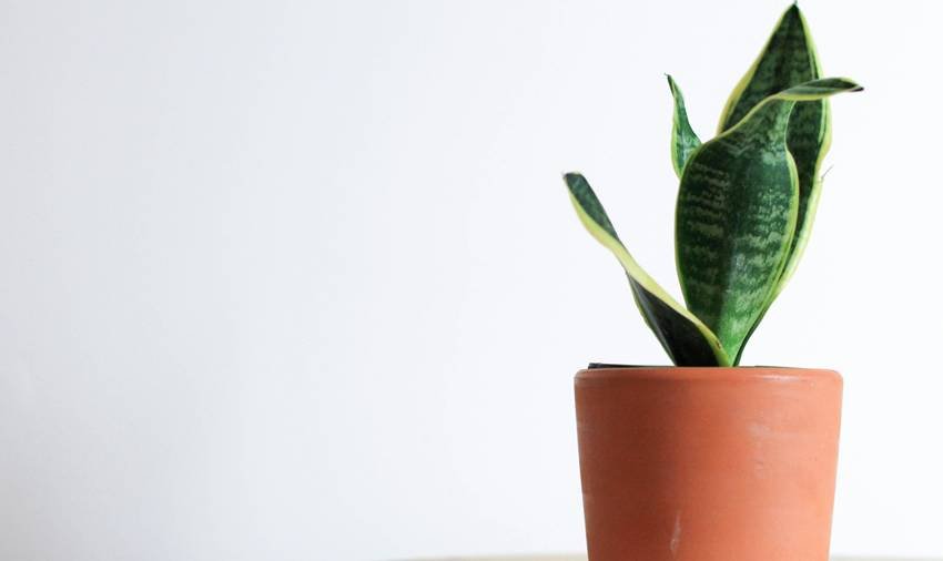 Natural air purifier plants