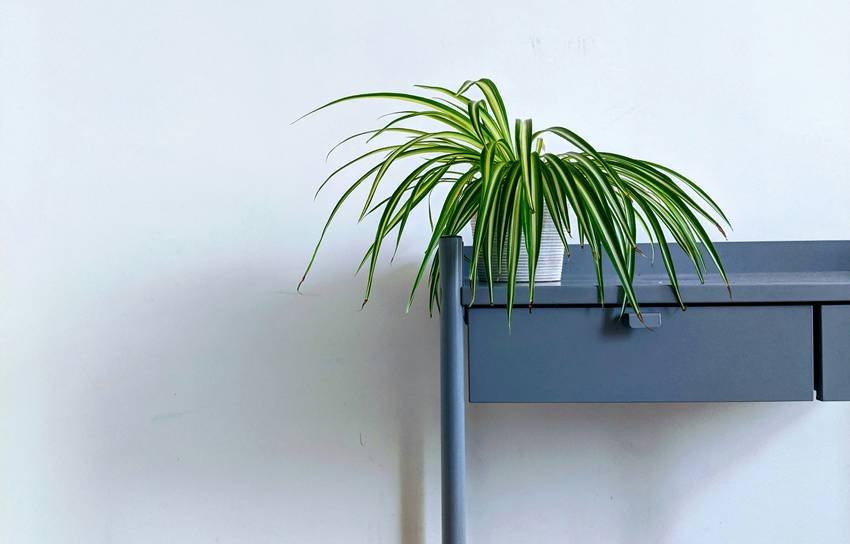 Plants that clean toxic air