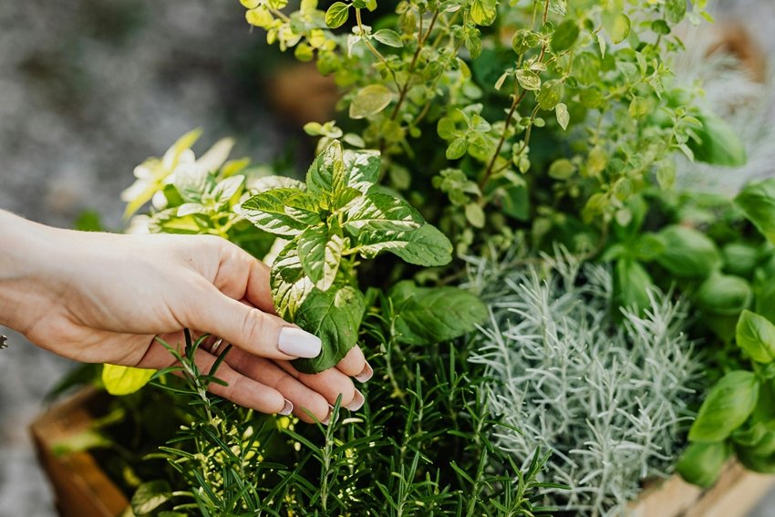 Keep Your Kitchen Green in Winter With These Indoor Herbs