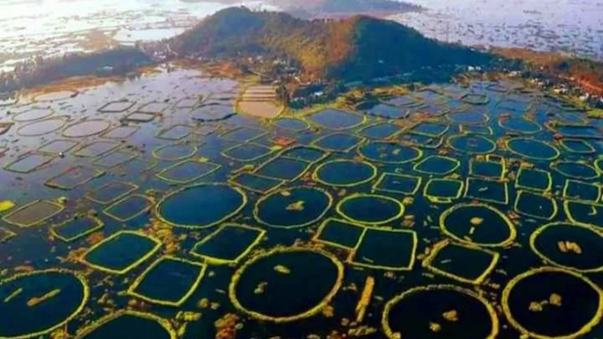 Keibul Lamjao floating national park