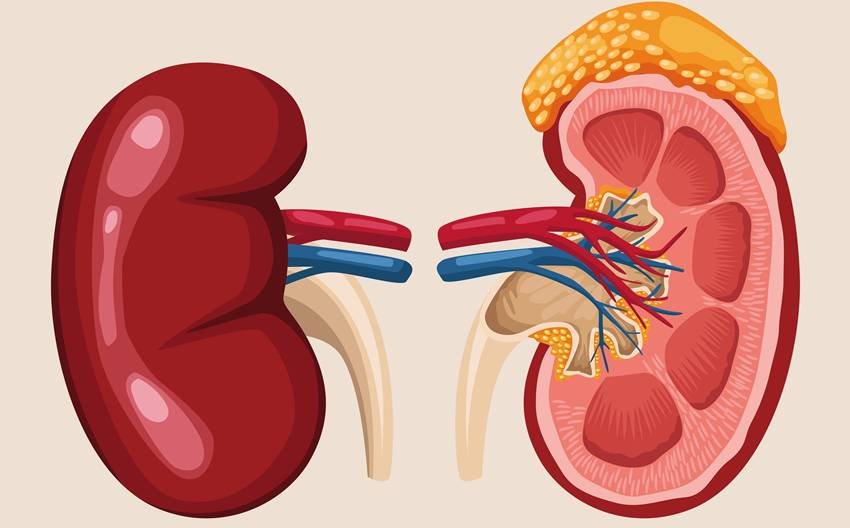 causes of kidney damage