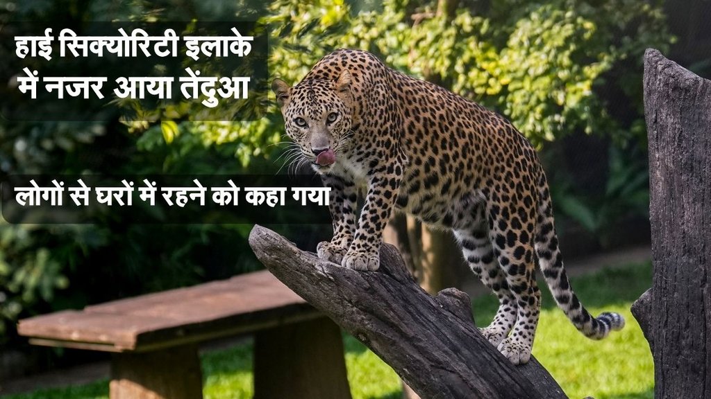 leopard news, jaipur news, sachin pilot news