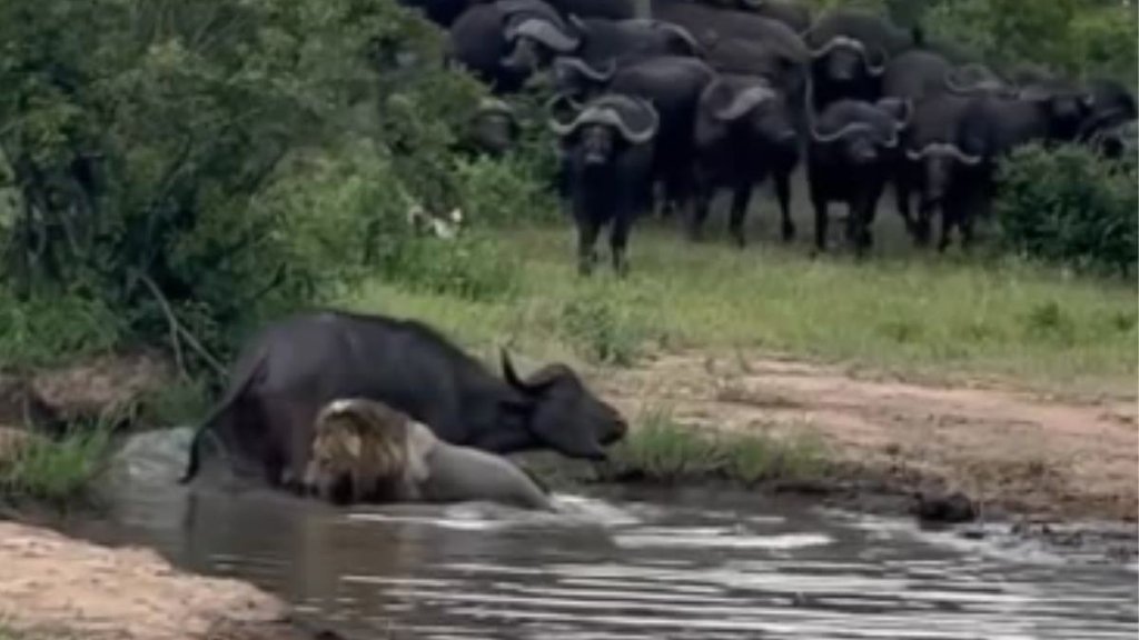 Lion, buffalo video, viral wild life video,