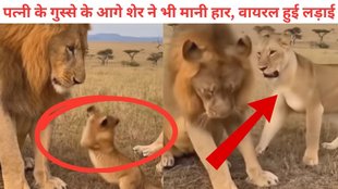 lion, lion viral video, Lioness, jungle, animal, cub