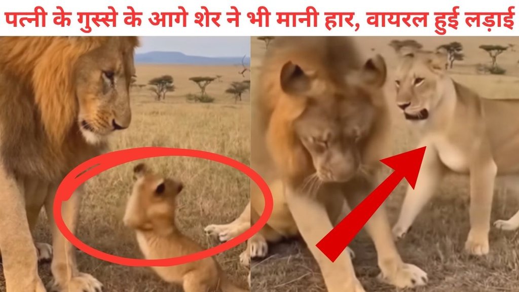 lion, lion viral video, Lioness, jungle, animal, cub lion, lion viral video, Lioness, jungle, animal, cub
