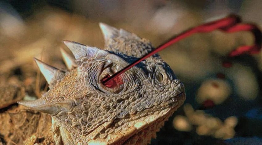 Lizard shoots blood from eyes