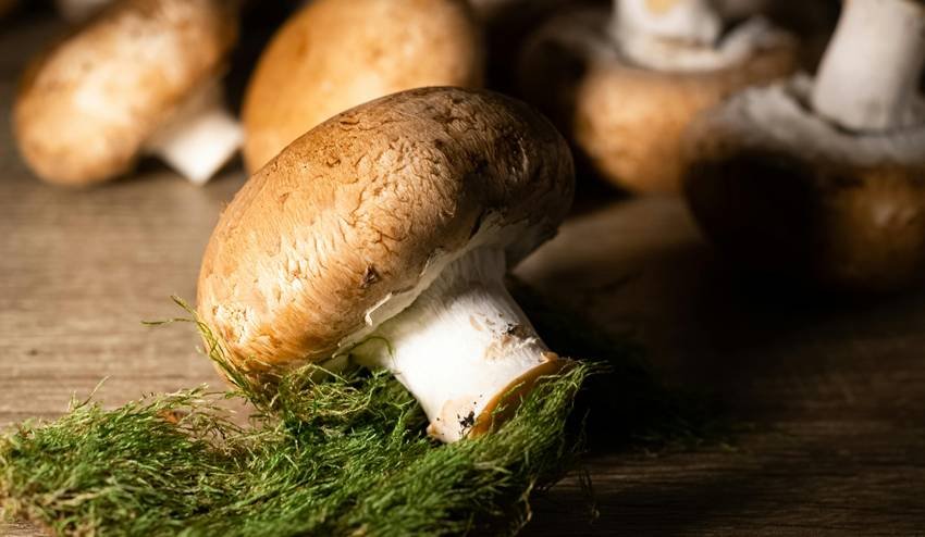 Agriculture in Bihar