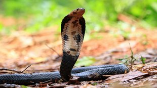 Man Bite Snake, Cobra Snake, UP Hardoi
