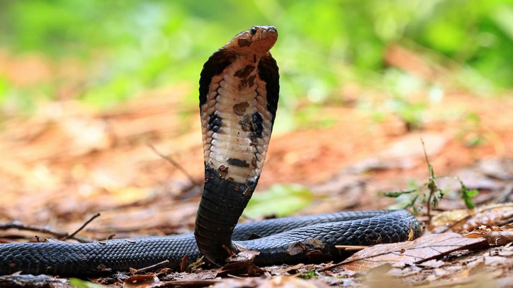 Man Bite Snake, Cobra Snake, UP Hardoi
