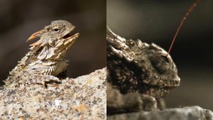 Meet the Lizard With a Startling Blood-Squirting Superpower